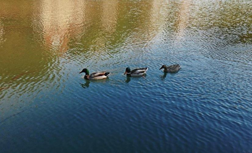 Apartman Cherry Gradac Валево Екстер'єр фото